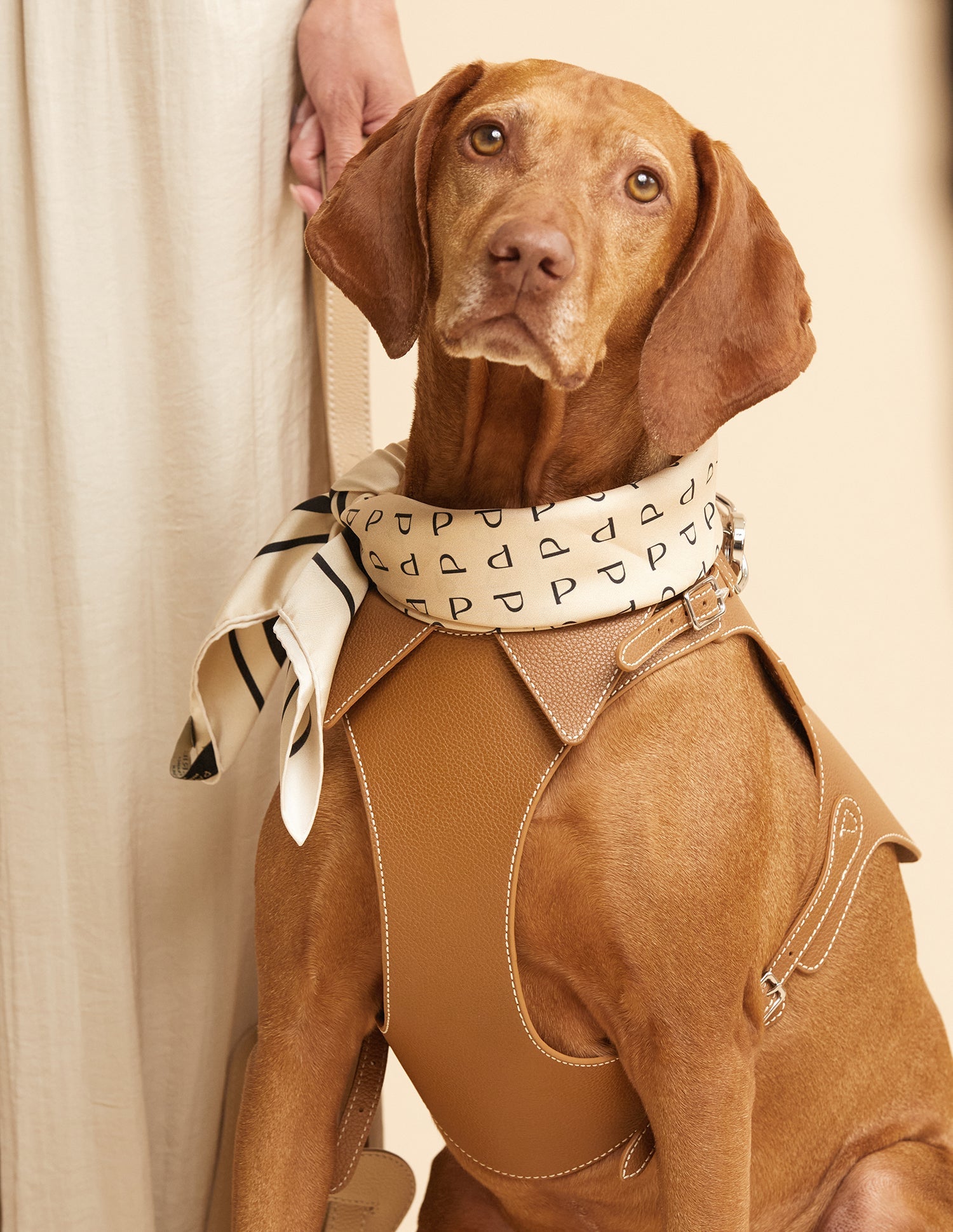 Lenço The Feritti — estilização lifestyle com cão