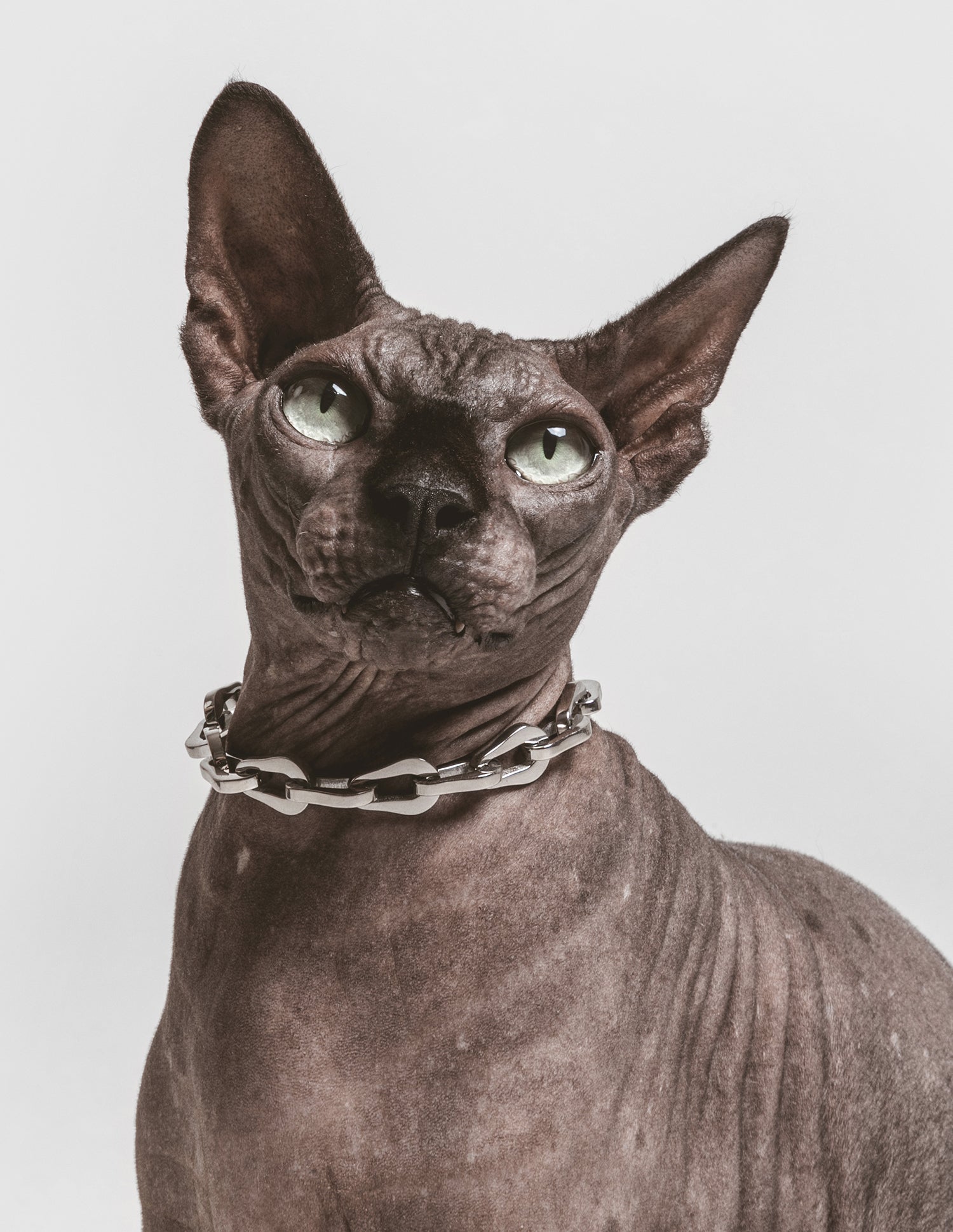 Coleira The Línque — detalhe dos elos em aço polido