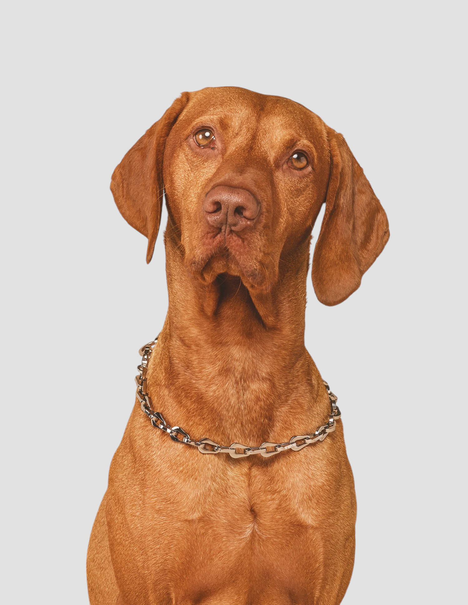 Coleira-colar The Línque — detalhe do design da corrente