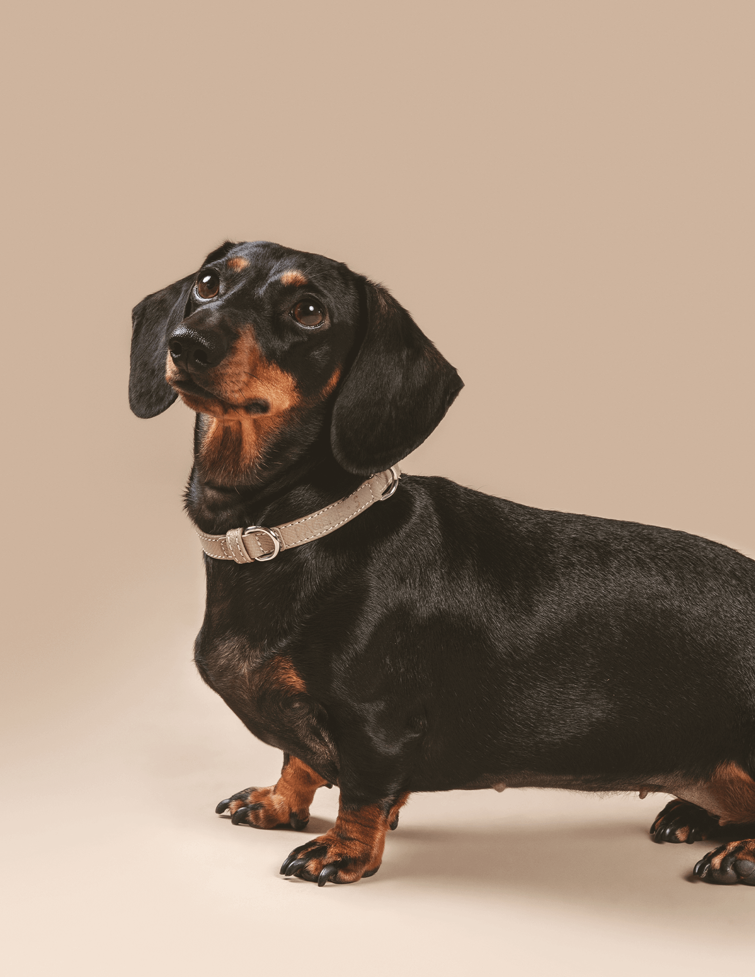 The Clyde — Coleira em Pele da PAGERIE — detalhe do acabamento