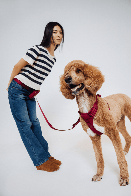 Trela GO! With Ease Hands Free Leash premium da Maxbone em Cherry Cola — vista principal (01)